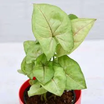 Organic Syngonium 